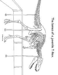 Bones Juvenile T-Rex Coloring Page