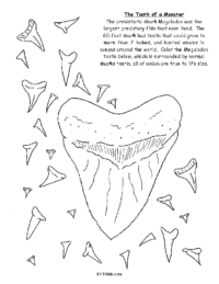 Magalodon Shark Tooth
