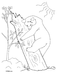 Bear Climbing Tree
