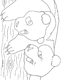 Two Panda Bears Coloring Page