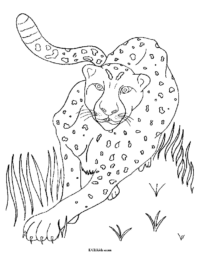 Snow Leopard Coloring Page