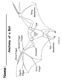 Anatomy of a Bat Coloring Page