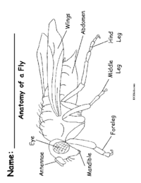 Anatomy of a Fly Coloring Page