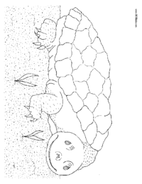Baby Turtle Coloring Page