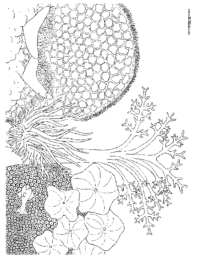 Coral Reef Coloring Sheet