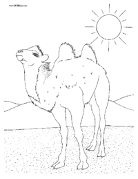 Desert Camel Coloring Picture