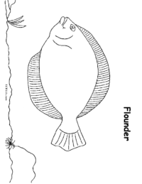 Flounder Coloring Sheet
