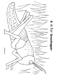 G is for Grasshopper