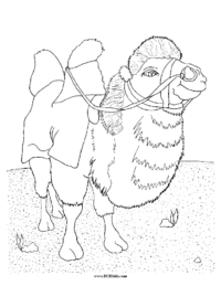 Saddled Camel Coloring Sheet