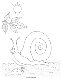 Snail Coloring Picture